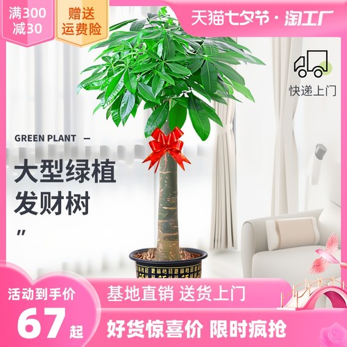 發財樹盆栽室內好養大型 - 招財樹綠植物客廳辦公室,喬遷開業花卉盆景